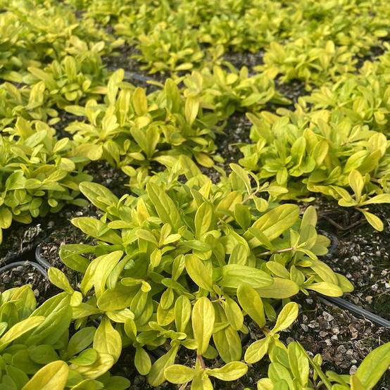 Promesse de Fleurs - Bugle rampante - Ajuga tenorii Cordial Canary Pot de 2L/3L