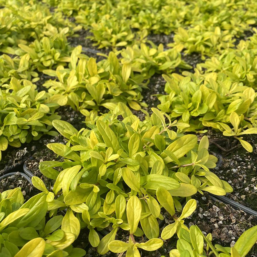 Promesse de Fleurs - Bugle rampante - Ajuga tenorii Cordial Canary Pot de 2L/3L