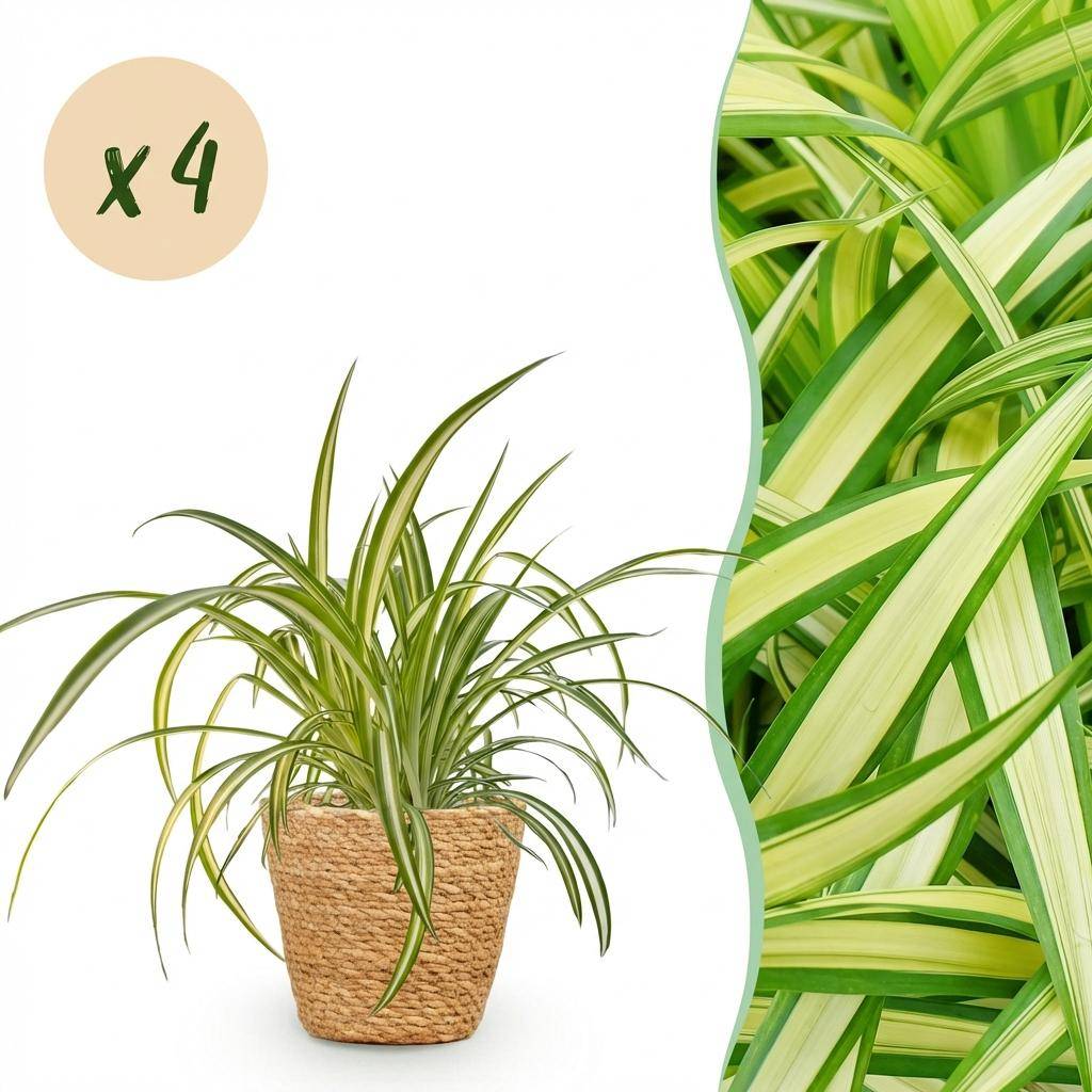 Chlorophytum comosum Variegatum - Pet-friendly - Plante araignée - Pot de 12cm - Hauteur 20-30cm - 4 plantes - Panier - Plantes d'intérieur - Image 1
