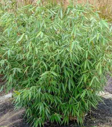 Sans Marque - Fargesia Robusta "Campbell" (Bambou non traçant) Taille:Pot 2 Litres - 30/50cm - 3/6 cannes