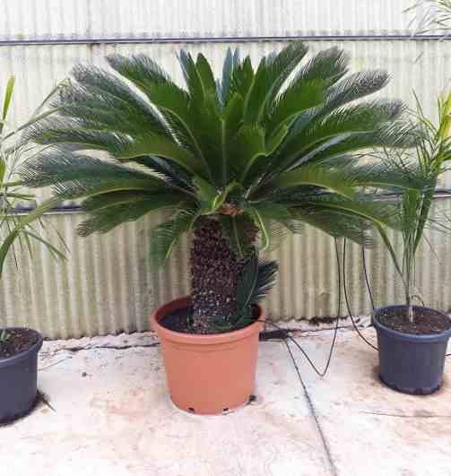Sans Marque - Cycas revoluta (Cycas du japon-Sagou) SPÉCIMEN Taille:Pot de 80L - Tronc de 70/80 cm - 125/150cm - Image 4