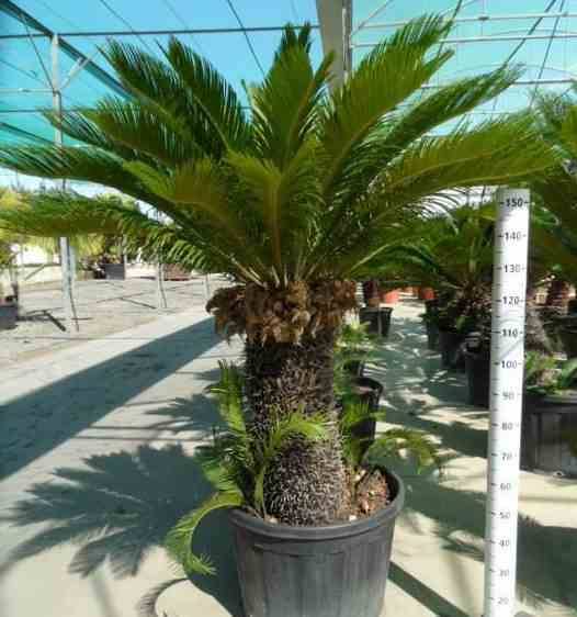 Sans Marque - Cycas revoluta (Cycas du japon-Sagou) SPÉCIMEN Taille:Pot de 80L - Tronc de 70/80 cm - 125/150cm - Image 3