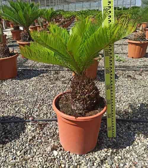Sans Marque - Cycas revoluta (Cycas du japon-Sagou) SPÉCIMEN Taille:Pot de 80L - Tronc de 70/80 cm - 125/150cm - Image 2