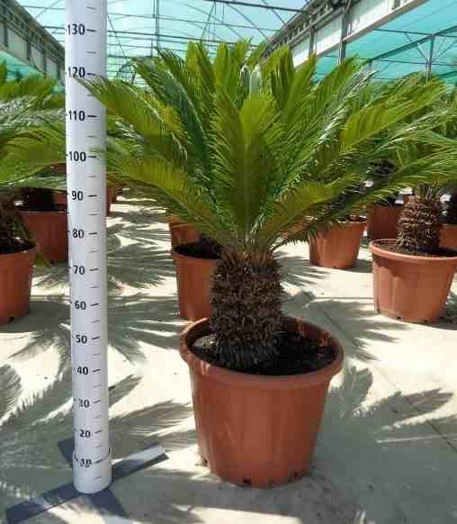 Sans Marque - Cycas revoluta (Cycas du japon-Sagou) SPÉCIMEN Taille:Pot de 80L - Tronc de 70/80 cm - 125/150cm - Image 9