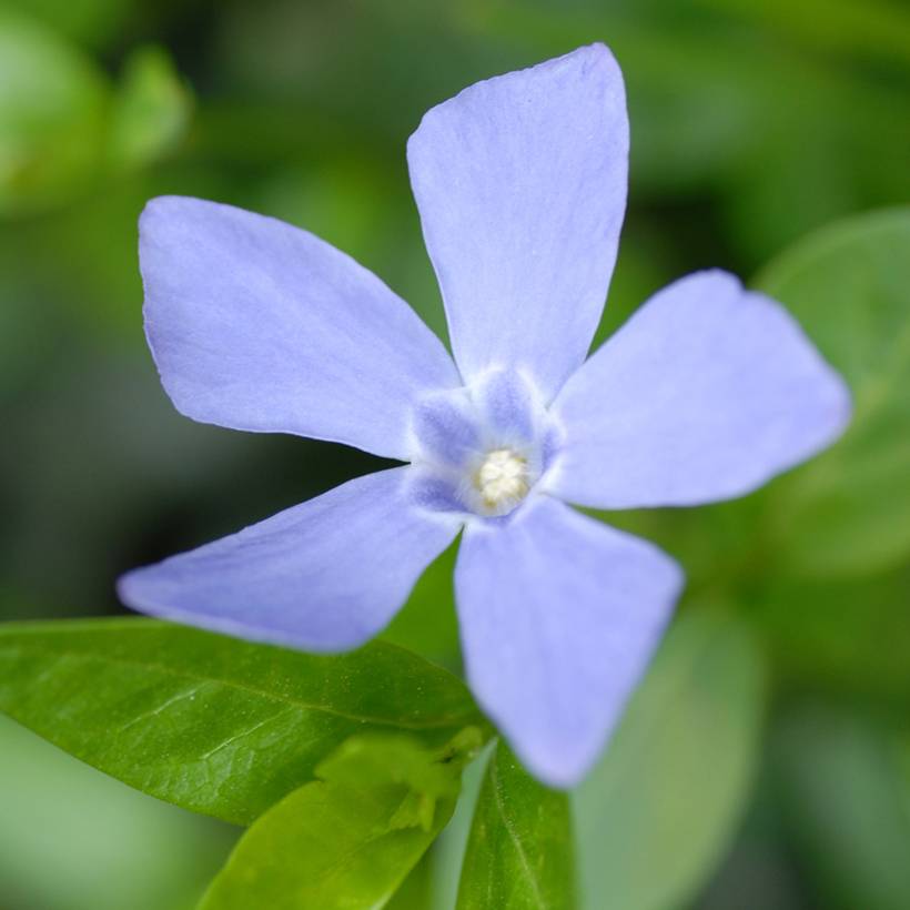 Promesse de Fleurs - Vinca minor Valentin - Petite Pervenche Godet de 8/9 cm