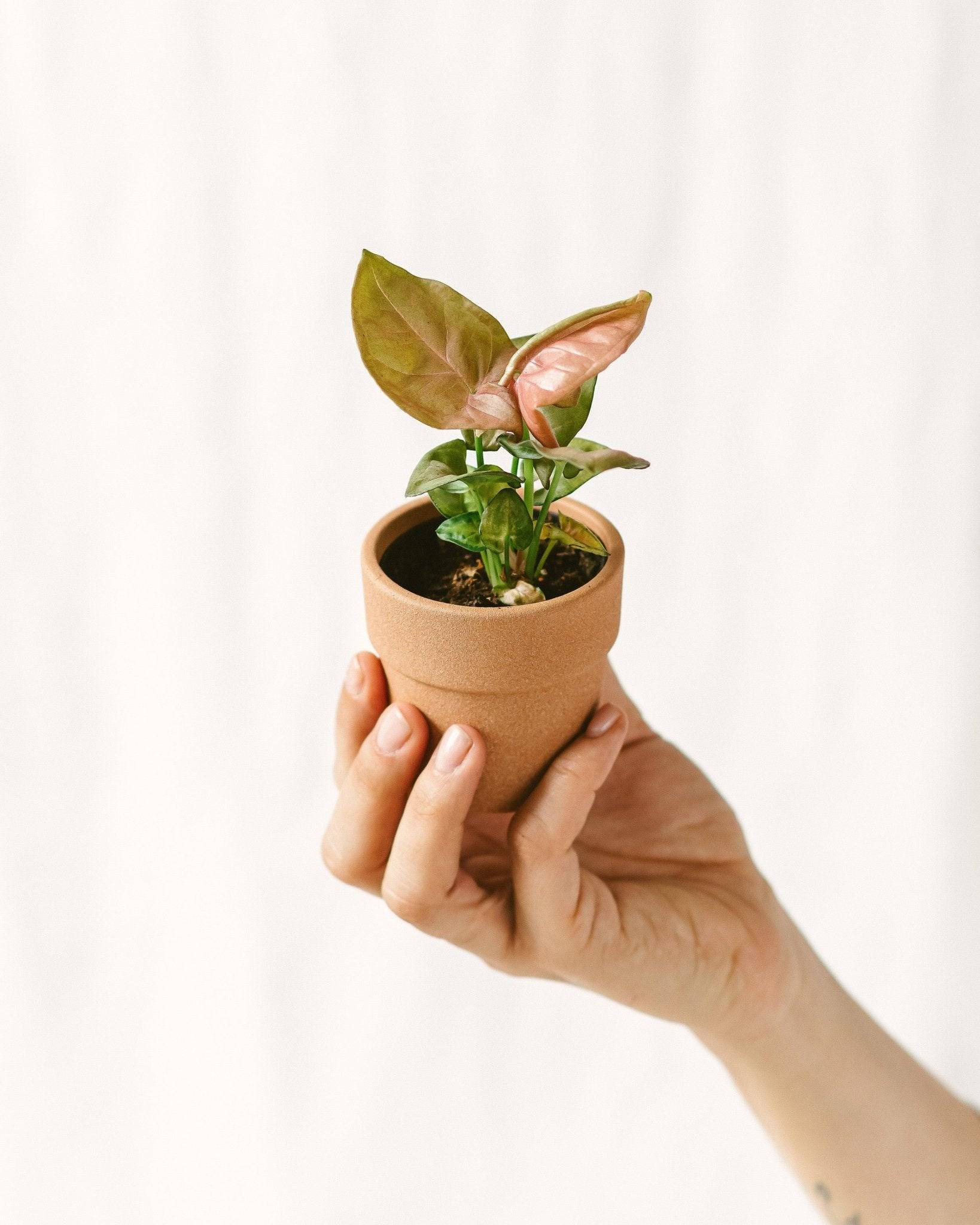 Mini Syngonium Rose 12cm