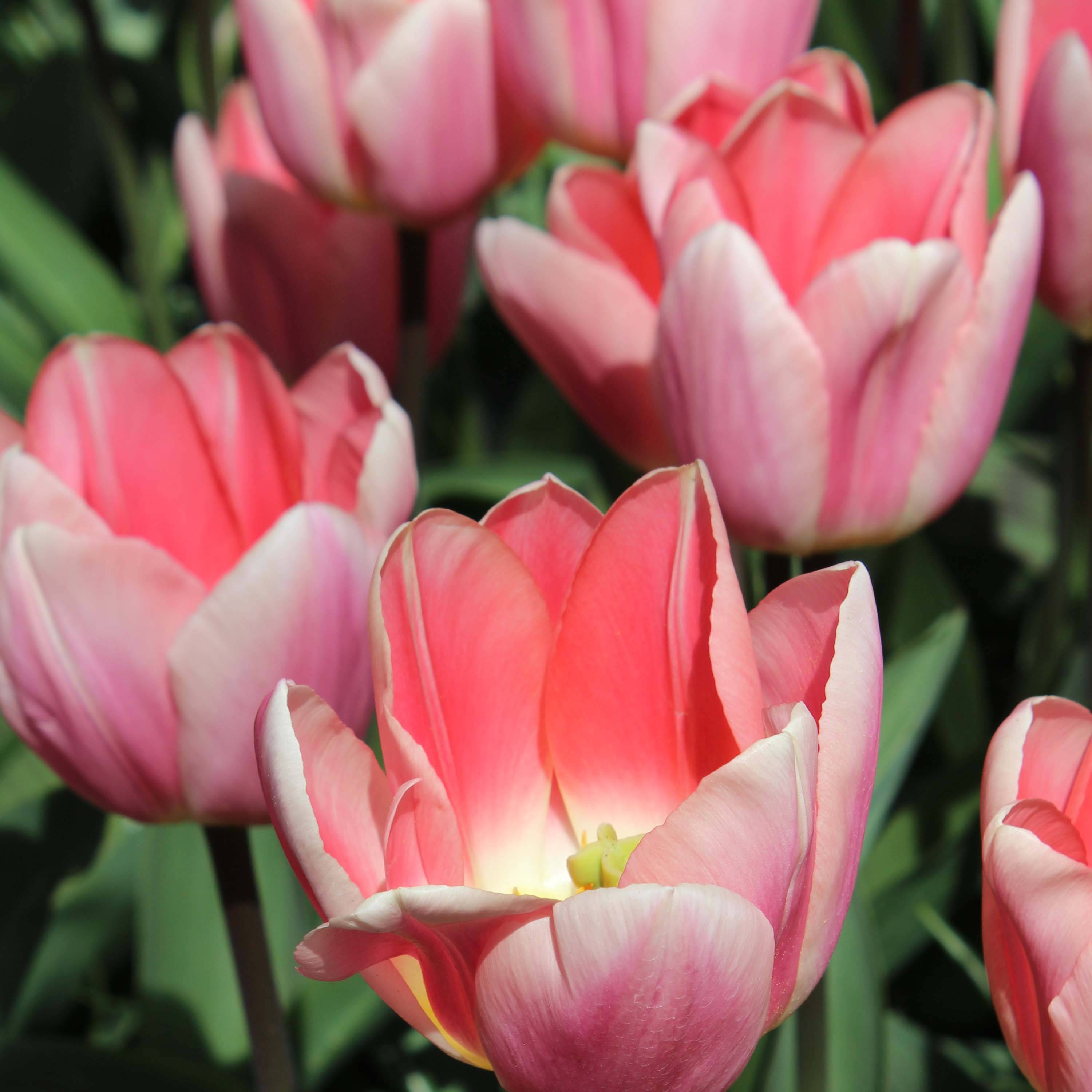 Promesse de Fleurs - Tulipe Darwin Apricot Delight Bulbe calibre 12+ (par 10)