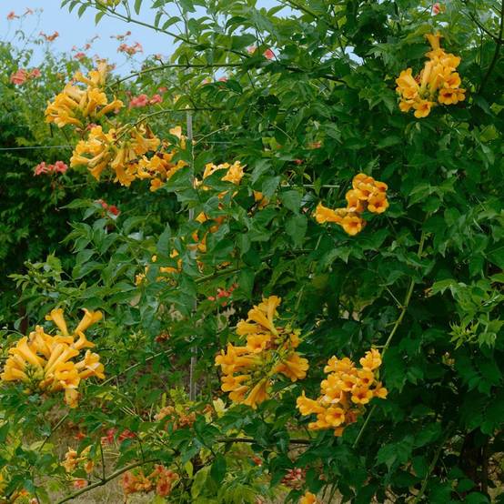 Bignone Golden trumpet® 'Mincamja3' à fleurs Jaune - feuillage Caduc - Pot de 3L - Echelle bambou 60/120 cm- hauteur à maturité De 1,00 m à 1,50 m - Image 2