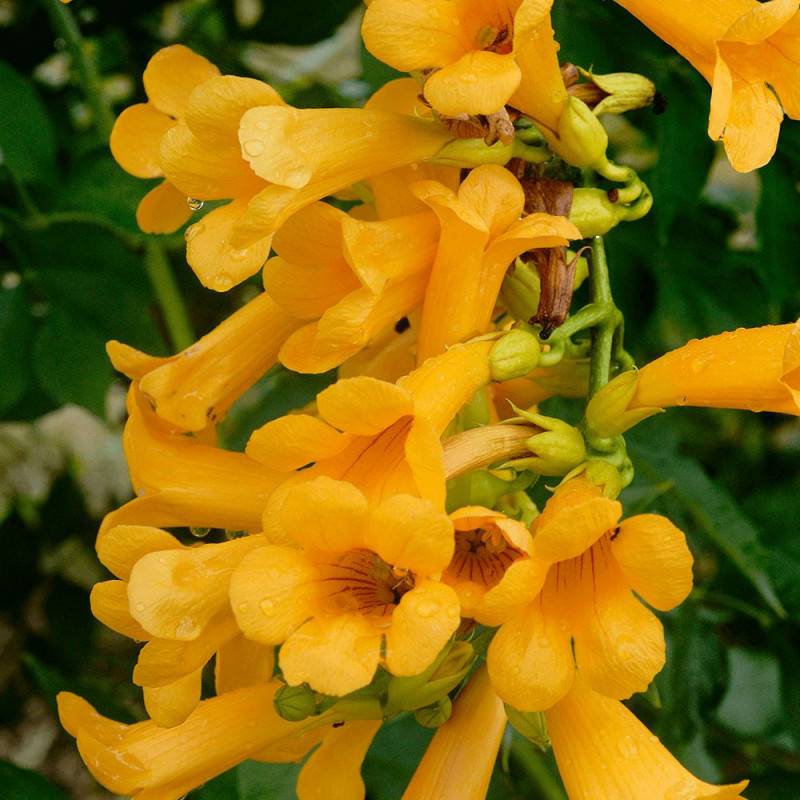 Bignone Golden trumpet® 'Mincamja3' à fleurs Jaune - feuillage Caduc - Pot de 3L - Echelle bambou 60/120 cm- hauteur à maturité De 1,00 m à 1,50 m - Image 1