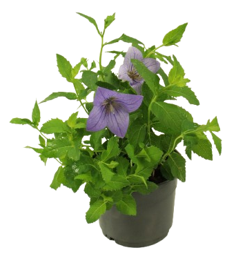 Platycodon  pot 10,5 cm