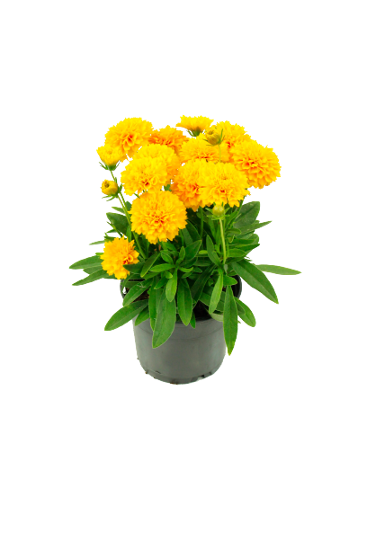 Coreopsis  pot 10,5 cm