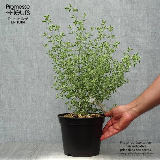 Promesse de Fleurs - Prostanthera ovalifolia Variegata - Menthe australienne panachée. Pot de 4L/5L - Image 2