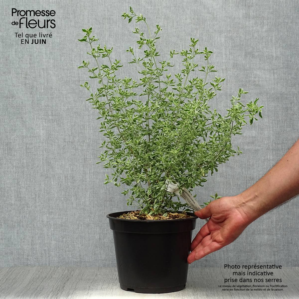 Promesse de Fleurs - Prostanthera ovalifolia Variegata - Menthe australienne panachée. Pot de 4L/5L - Image 2