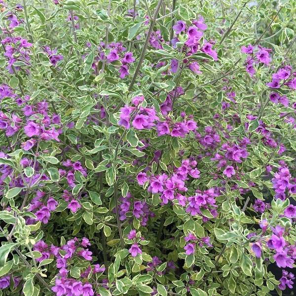 Promesse de Fleurs - Prostanthera ovalifolia Variegata - Menthe australienne panachée. Pot de 4L/5L - Image 1