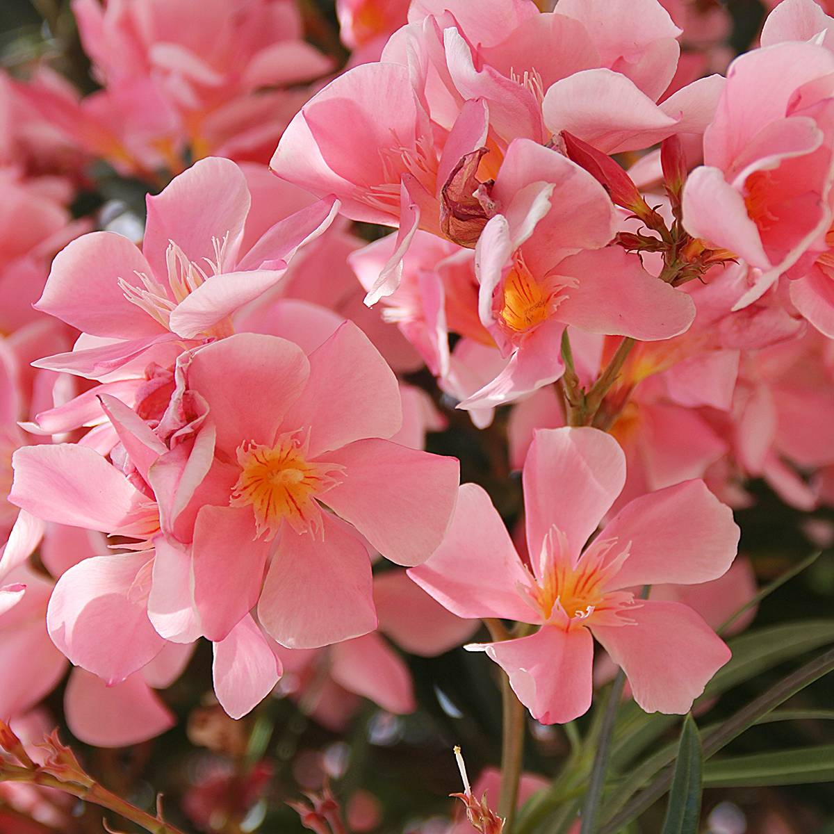 Laurier rose - Nerium oleander Saumon Pot de 2L/3L, Buisson, Touffe