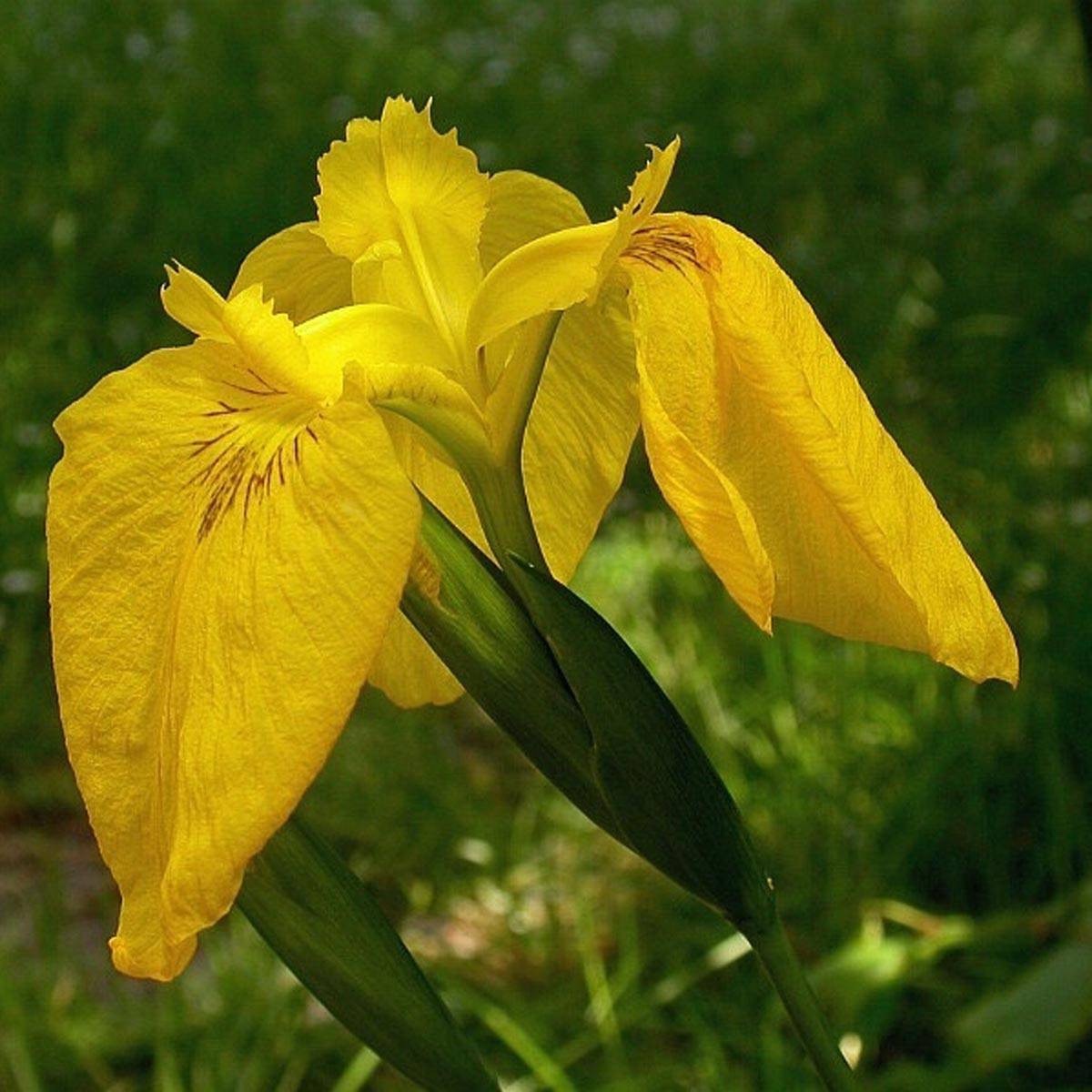 Iris des marais - Iris pseudacorus Variegata Godet de 8/9 cm