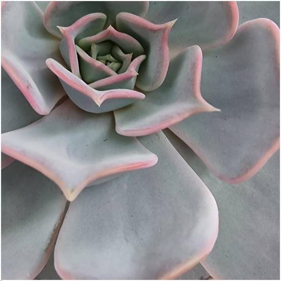 Echeveria Lilacina Sans Racines en Bol Céramique- La Green Touch - Image 3
