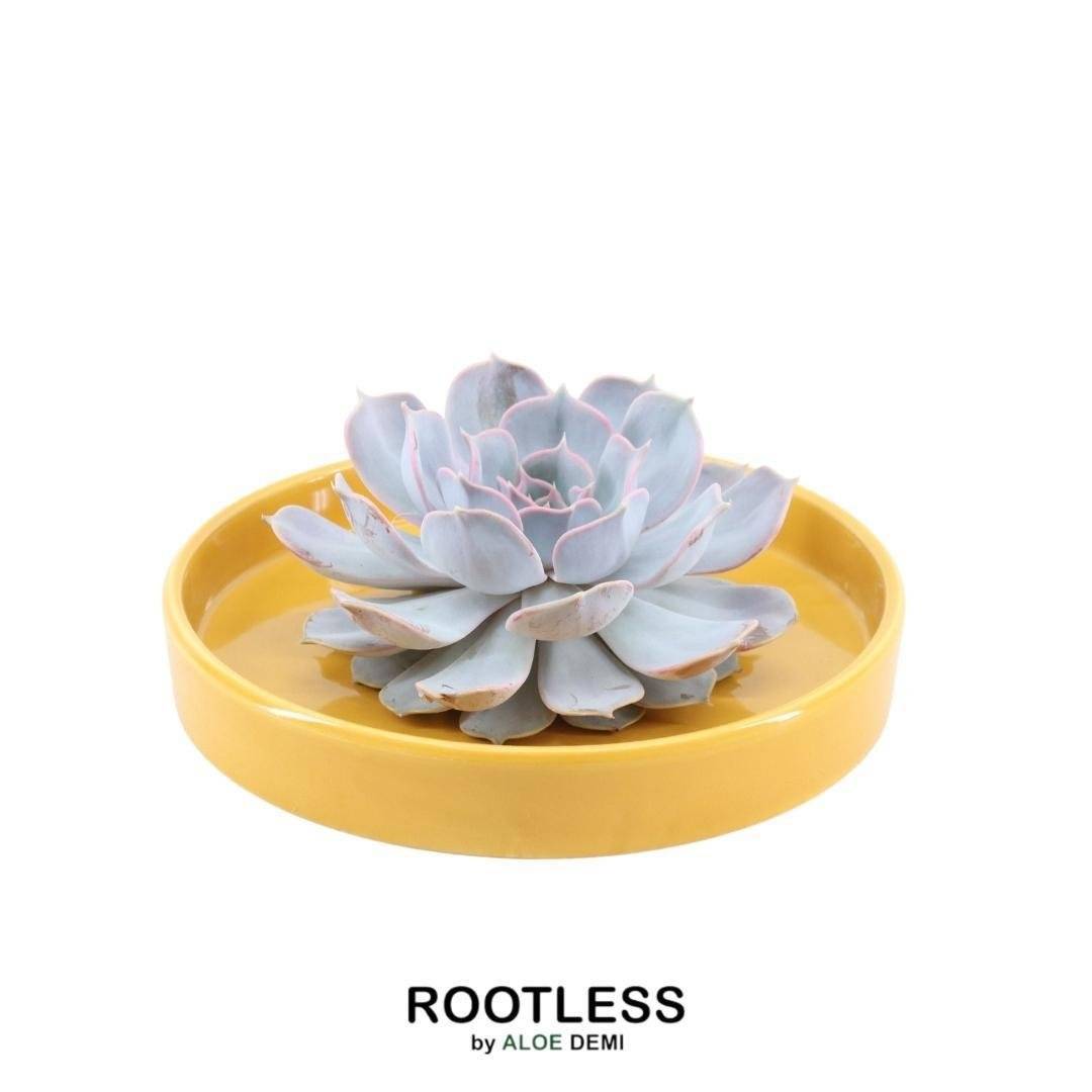 Echeveria Lilacina Sans Racines en Bol Céramique- La Green Touch - Image 1