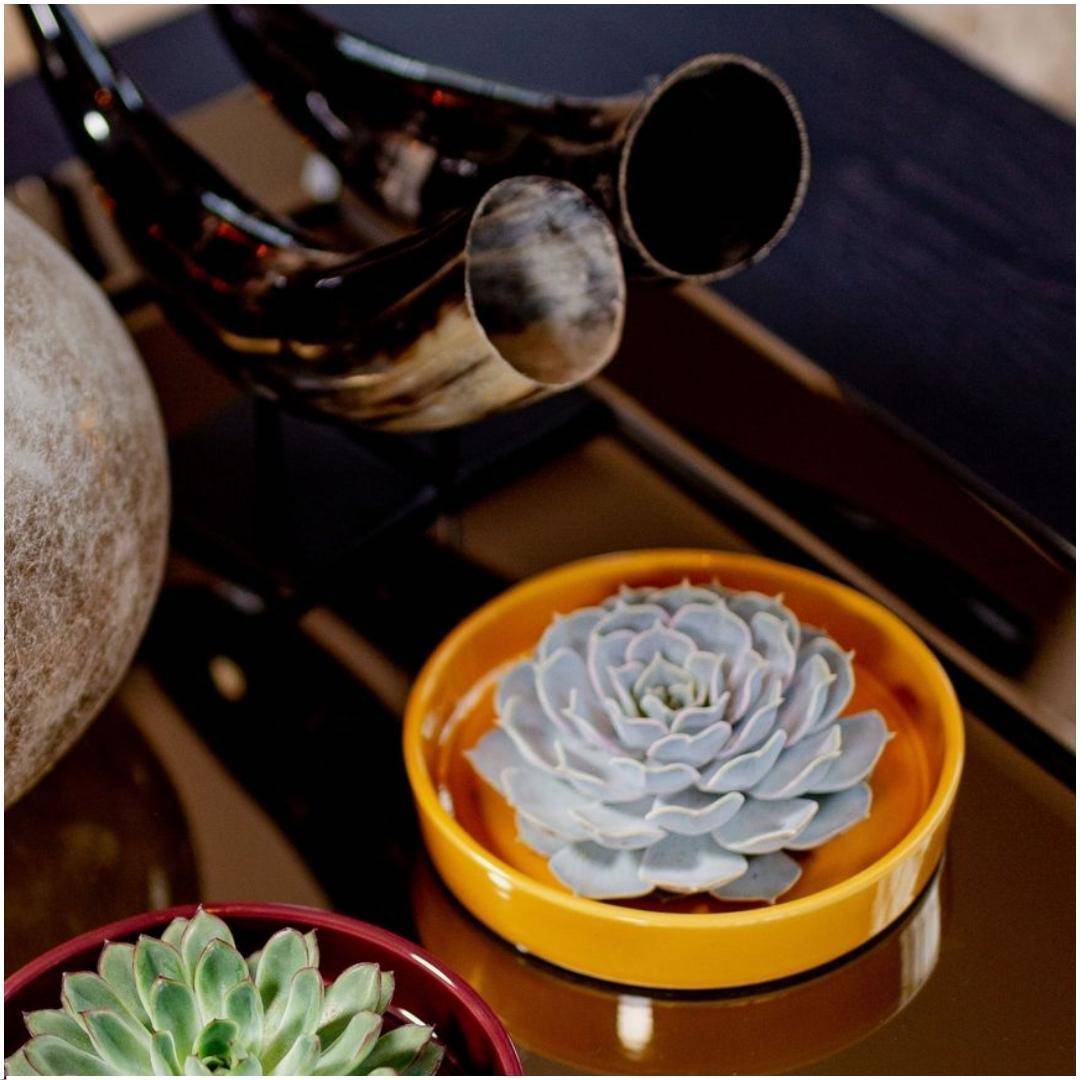 Echeveria Lilacina Sans Racines en Bol Céramique- La Green Touch - Image 2