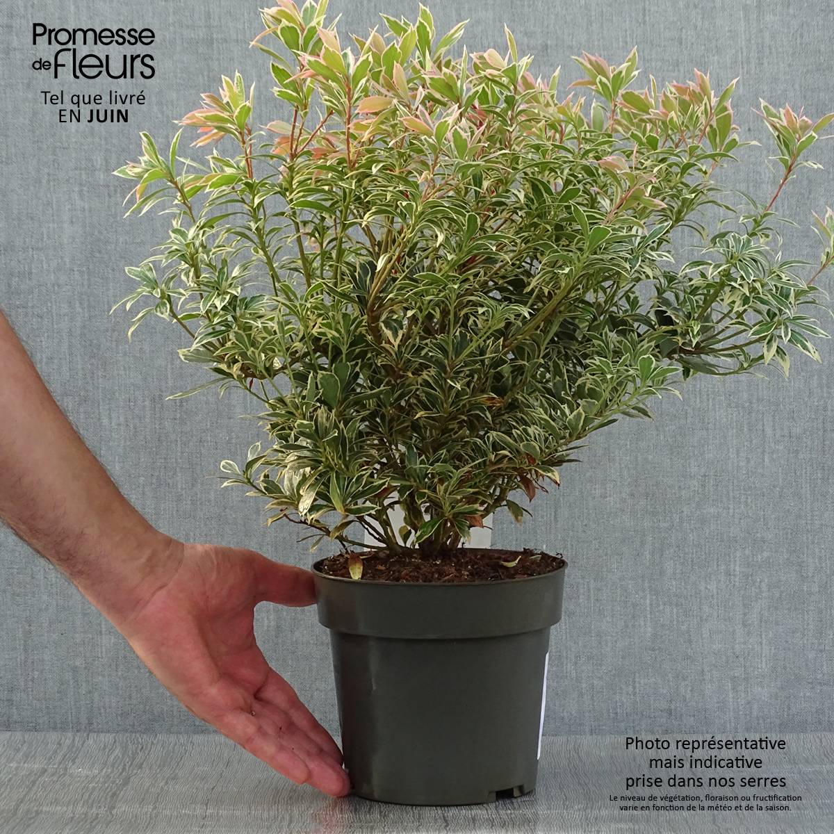 Promesse de Fleurs - Andromède du Japon - Pieris japonica Little Frosty Pot de 2L/3L - Image 2