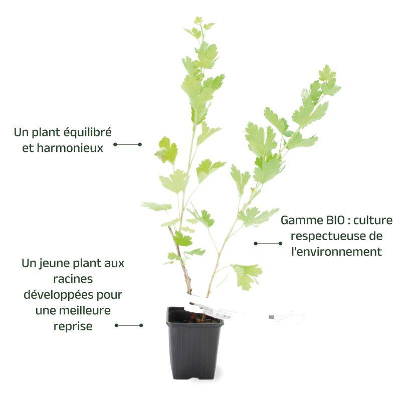 Groseillier à maquereau 'Varianta' BIO (Ribes uva crispa 'Varianta') - Godet 9cm - Taille 20/40cm - Pépinières Naudet - Image 3