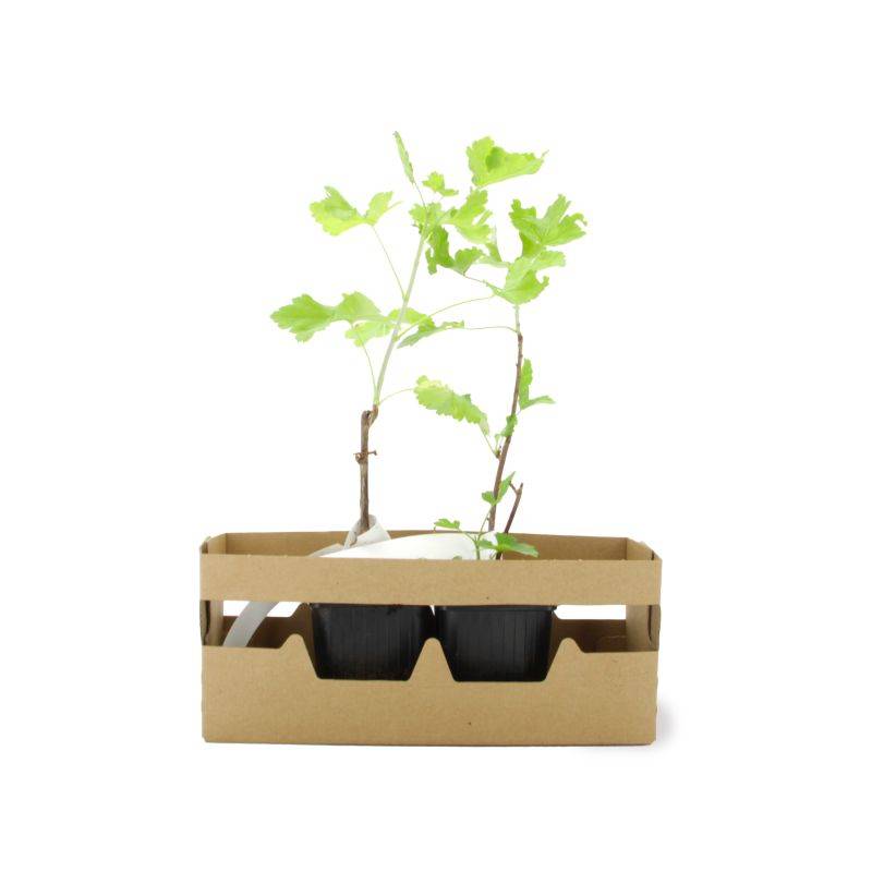 Groseillier à maquereau 'Varianta' BIO (Ribes uva crispa 'Varianta') - Godet 9cm - Taille 20/40cm - Pépinières Naudet - Image 4