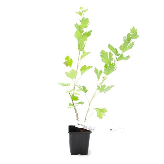 Groseillier à maquereau 'Varianta' BIO (Ribes uva crispa 'Varianta') - Godet 9cm - Taille 20/40cm - Pépinières Naudet - Image 2