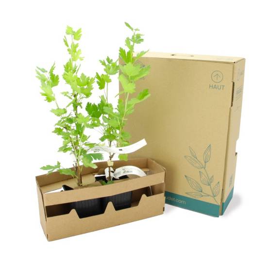 Groseillier à maquereau 'Varianta' BIO (Ribes uva crispa 'Varianta') - Godet 9cm - Taille 20/40cm - Pépinières Naudet - Image 5