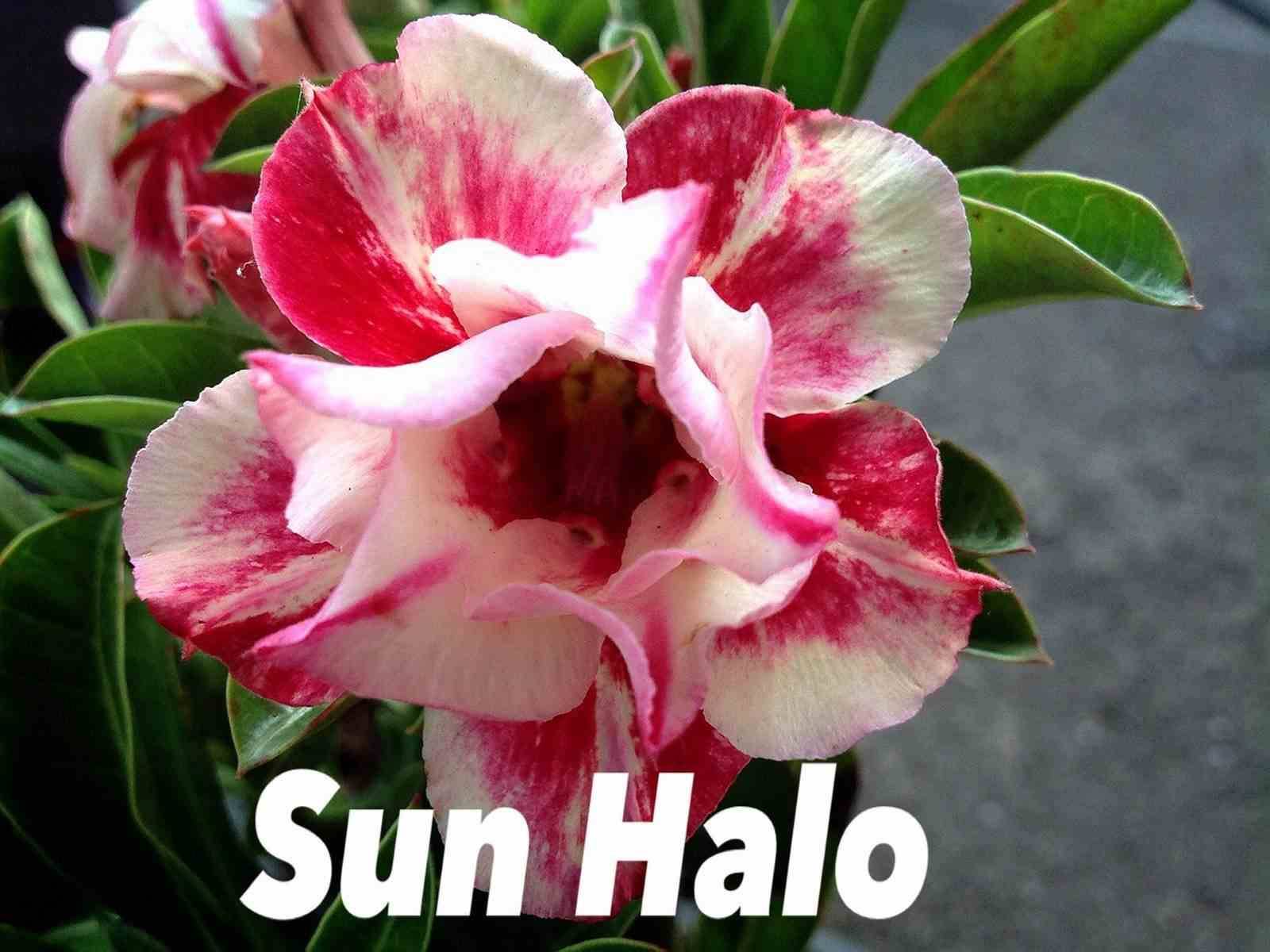 Sans Marque - Adenium obesum cv.Sun bonjour Couleur floraison:Jaune Et Rouge - Taille:Caudex d'environ 150g