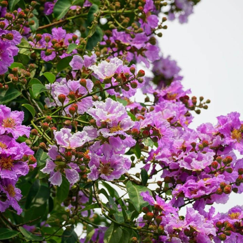 Lilas des Indes Pecharmant, Lagerstroemia à fleurs Violette - feuillage Caduc - Pot de 3L - Touffe-  hauteur à maturité De 1,00 m à 1,50 m - Image 1