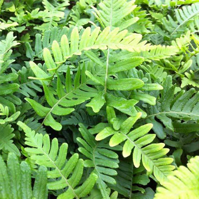 Promesse de Fleurs - Polypodium vulgare Bifido Multifidum - Fougère Godet de 8/9 cm