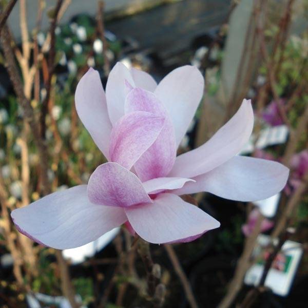 Magnolia loebneri Leonard Messel Pot de 6L/7L - Image 1