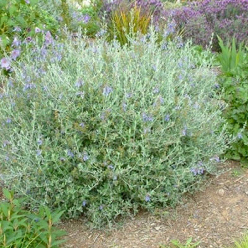 Germandrée arbustive (Teucrium fruticans) - Godet - Taille 13/25cm - Pépinières Naudet