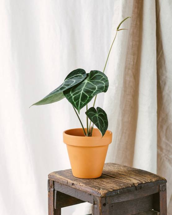 Anthurium Clarinervium 30cm - Plante d'intérieur- La Green Touch - Image 3