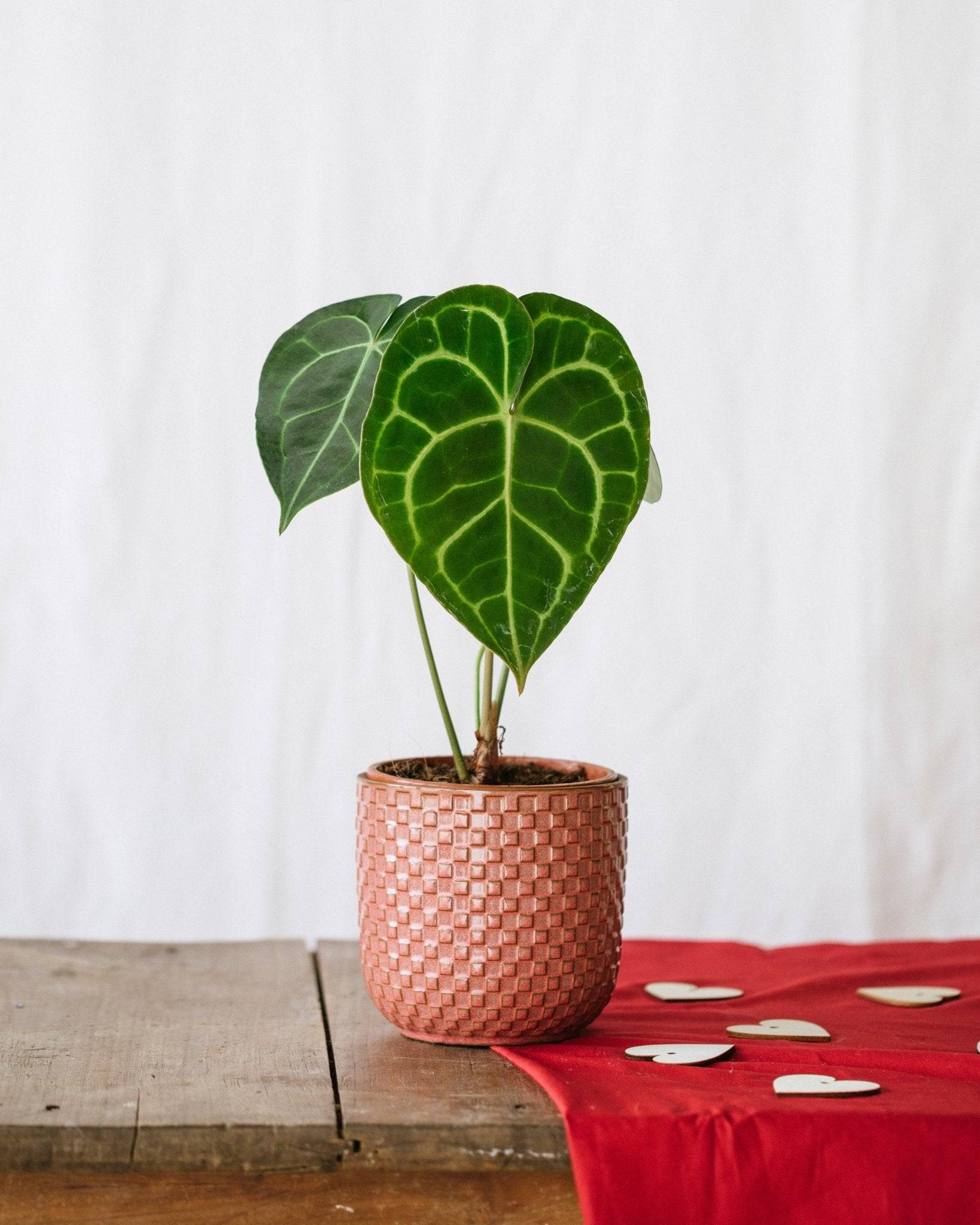 Anthurium Clarinervium 30cm - Plante d'intérieur- La Green Touch - Image 2