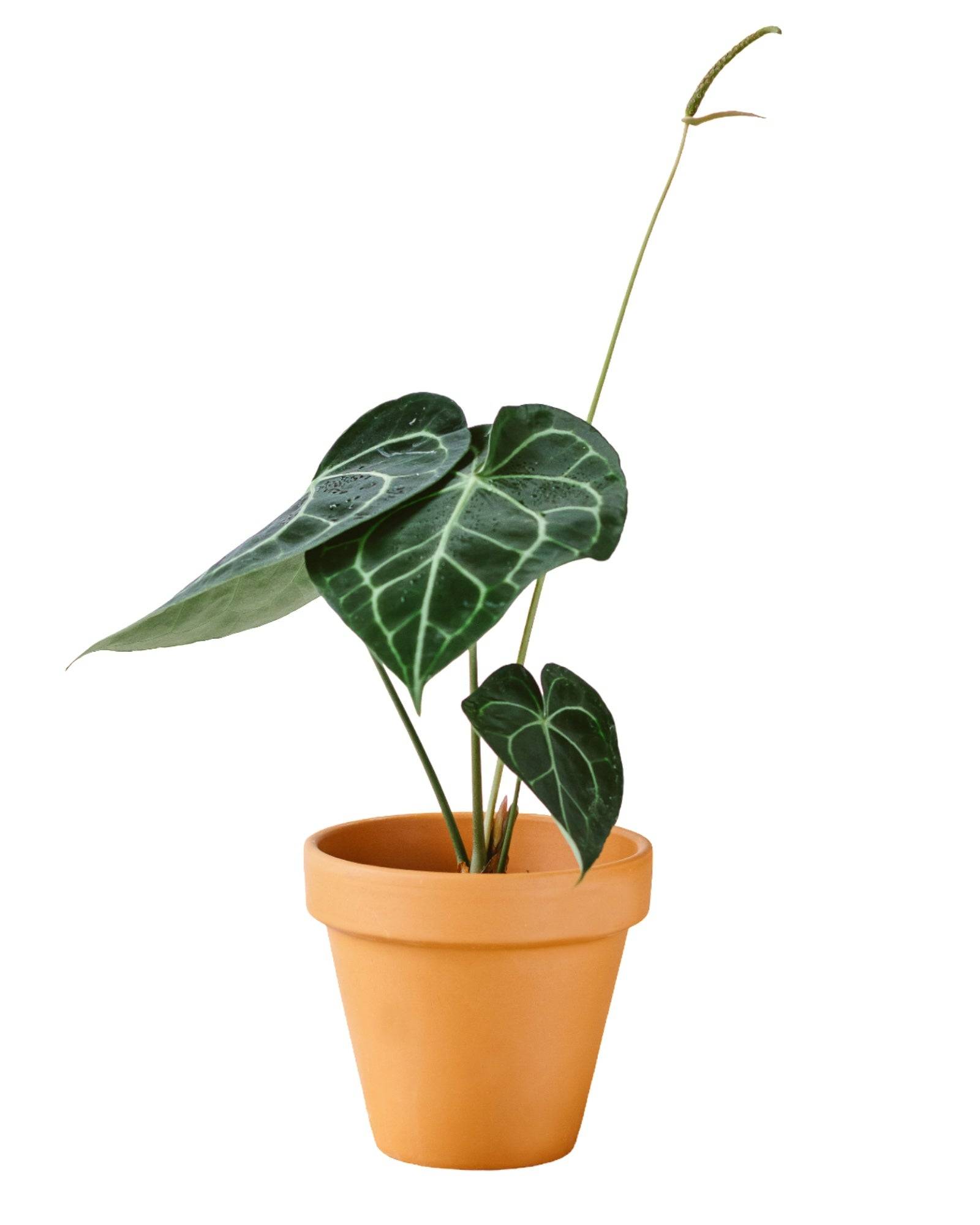 Anthurium Clarinervium 30cm - Plante d'intérieur- La Green Touch - Image 1