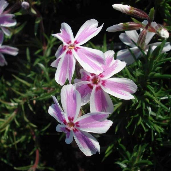 Promesse de Fleurs - Phlox mousse Candy Stripes - Phlox subulata Pot de 1,5L/2L