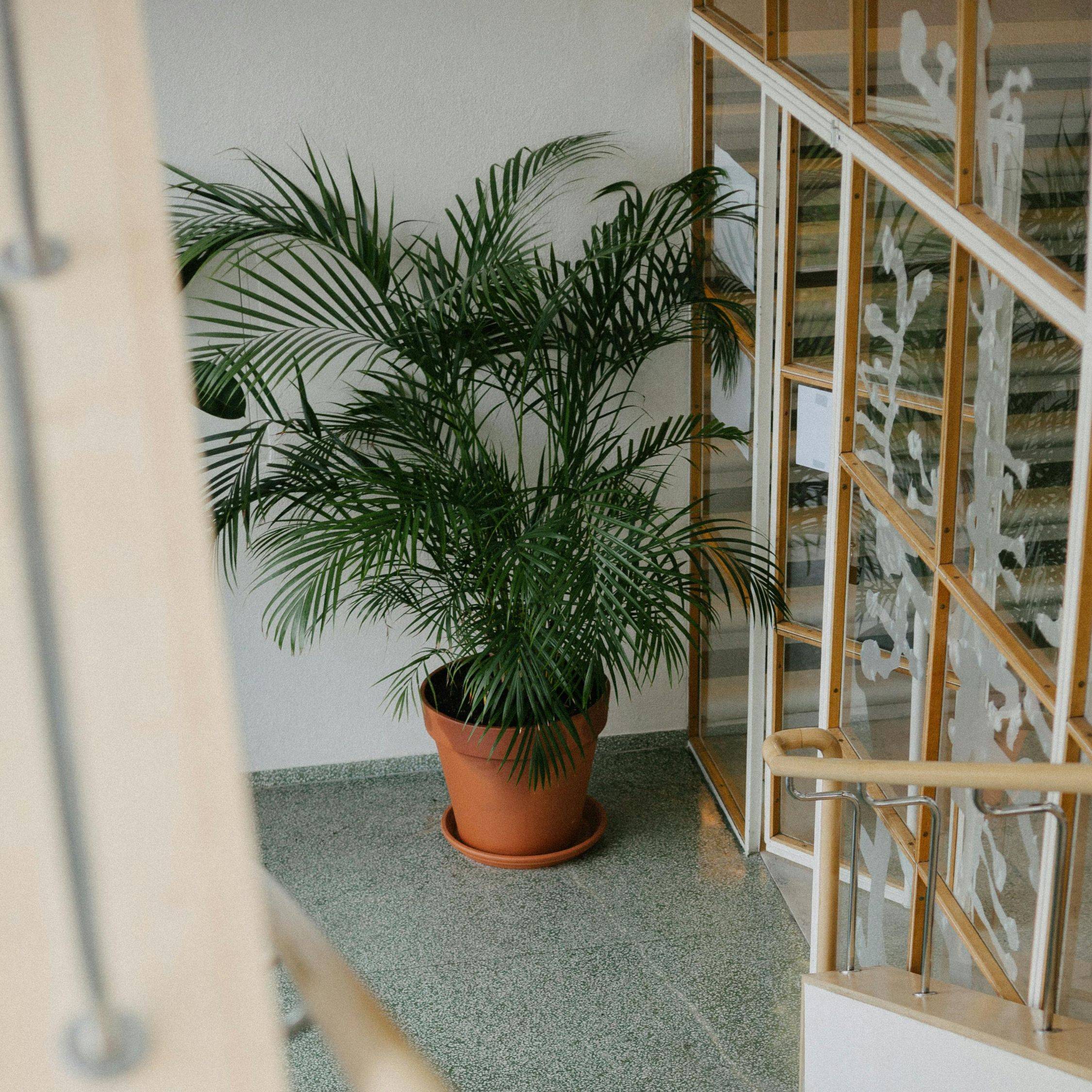 Plant In A Box - Palmier de salon - Set de 2 - Chamaedorea elegans - Hauteur 80-90cm - ⌀20cm - Image 2
