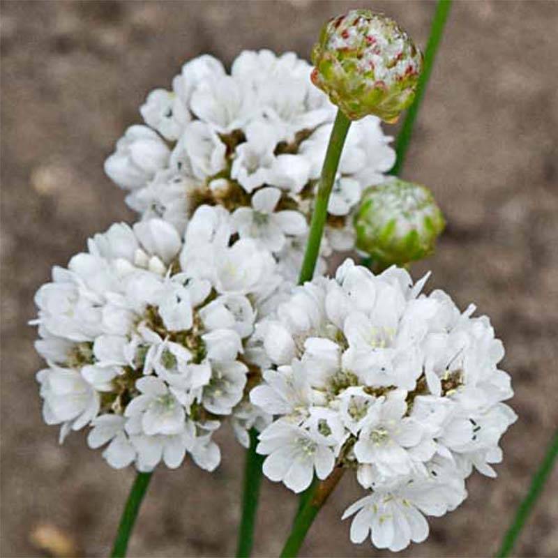 Armeria pseudarmeria Ballerina White - Gazon d'Espagne Godet de 8/9 cm