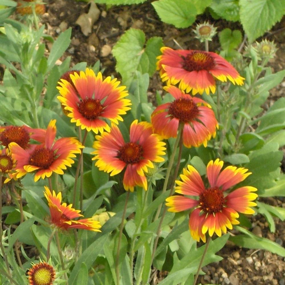 Gaillarde Kobold (Goblin) Pot de 2L/3L