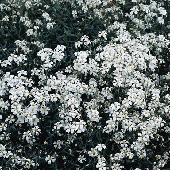 Promesse de Fleurs - Graines de Corbeille d'Argent - Cerastium biebersteinii le sachet de 1200 graines environ (0,5g)