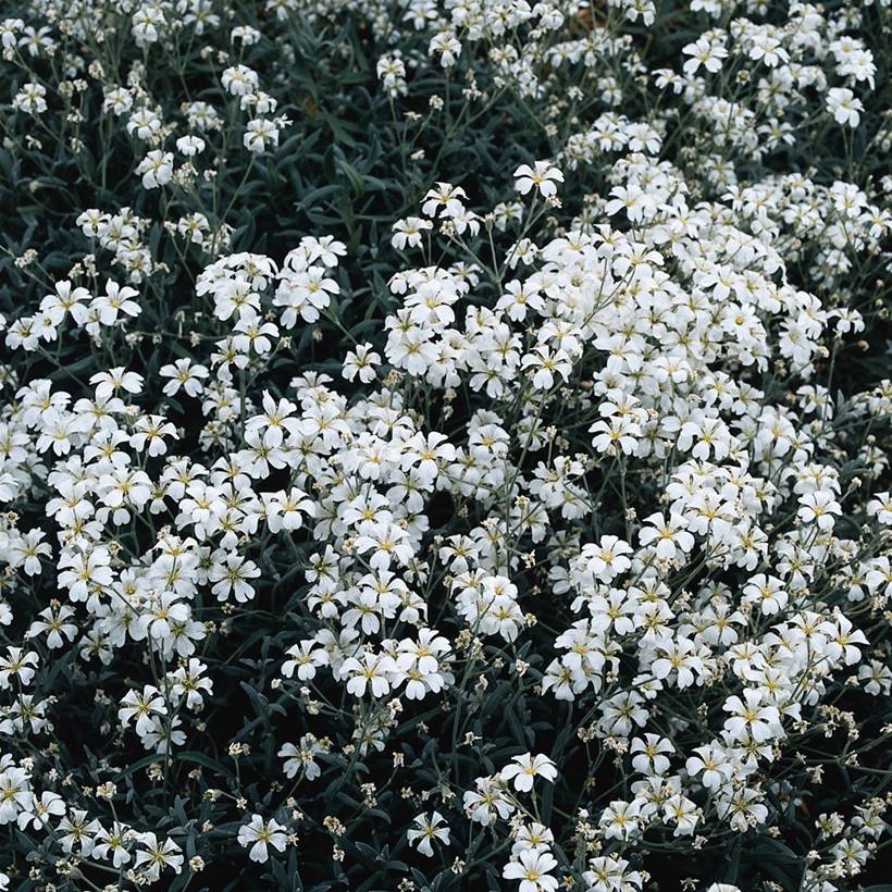 Promesse de Fleurs - Graines de Corbeille d'Argent - Cerastium biebersteinii le sachet de 1200 graines environ (0,5g)