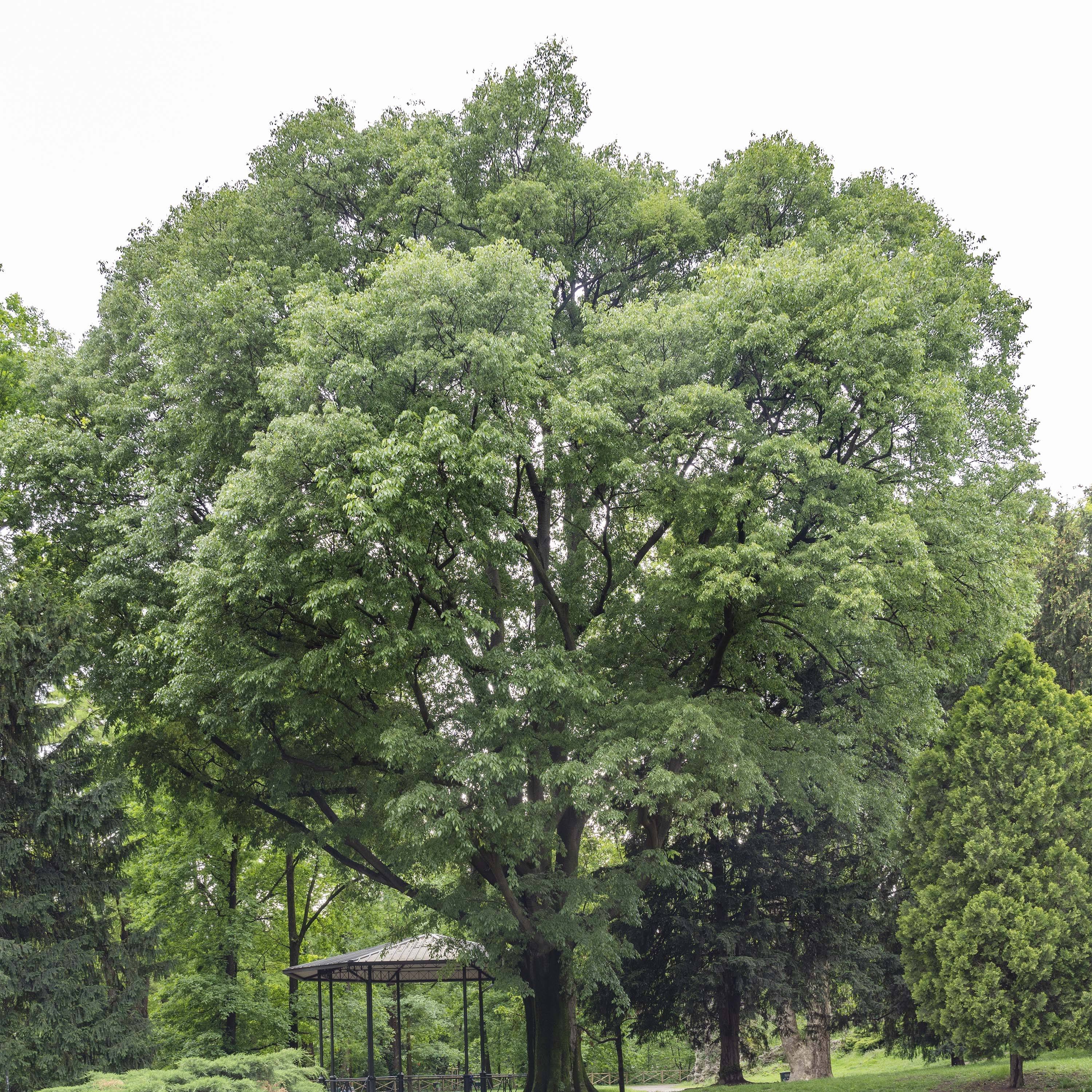 Promesse de Fleurs - Celtis australis - Micocoulier de Provence Godet de 8/9 cm