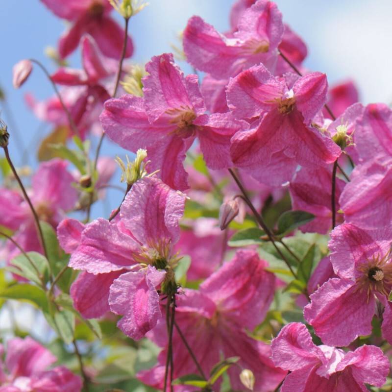 Clématite viticella Pink Mink® à fleurs Rose - feuillage Caduc - Godet - 5/20 cm-  hauteur à maturité De 2,50 m à 3,00 m - Image 1