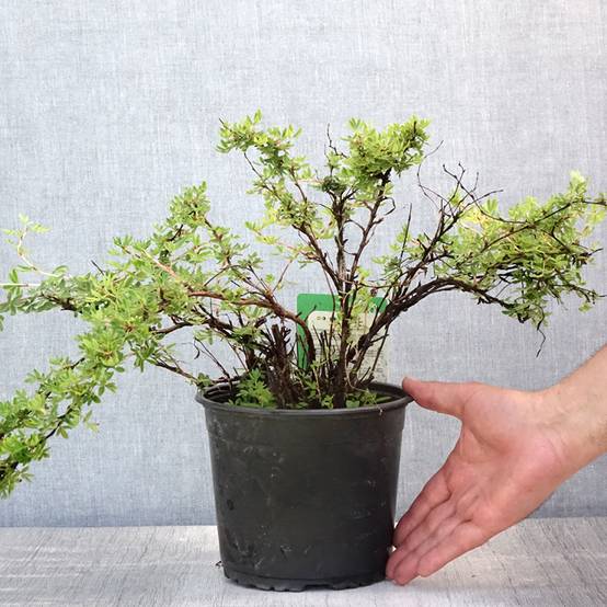 Potentille arbustive - Potentilla fruticosa Elisabeth Pot de 2L/3L - Image 2