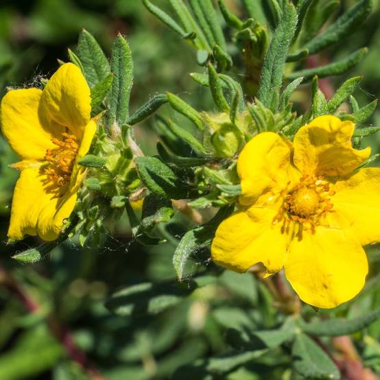 Potentille arbustive - Potentilla fruticosa Elisabeth Pot de 2L/3L - Image 1