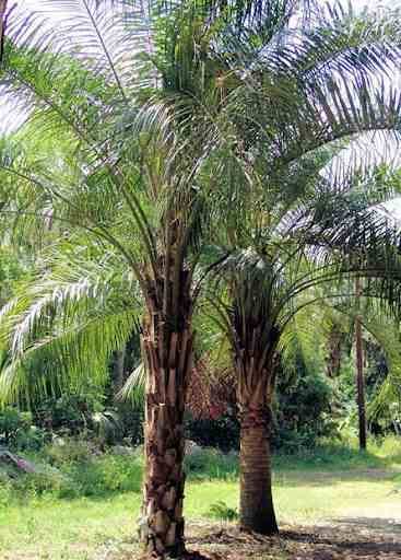 0 - Butia nabonnandii (Butyagrus)  Stipe 30/40 total 160/180cm 50L  Rose - Image 2
