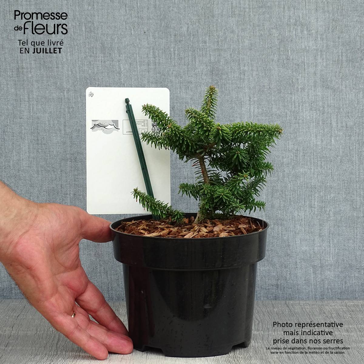 Promesse de Fleurs - Abies balsamea Nana - Sapin baumier nain Pot de 2L/3L - Image 2