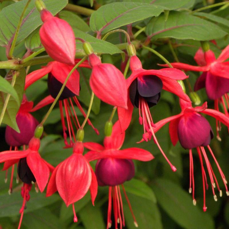 Fuchsia Lady Boothby à fleurs Violette - feuillage Semi-Persistant - Pot de 3L - Echelle bambou 60/120 cm-  hauteur à maturité De 2,00 m à 2,50 m - Image 1