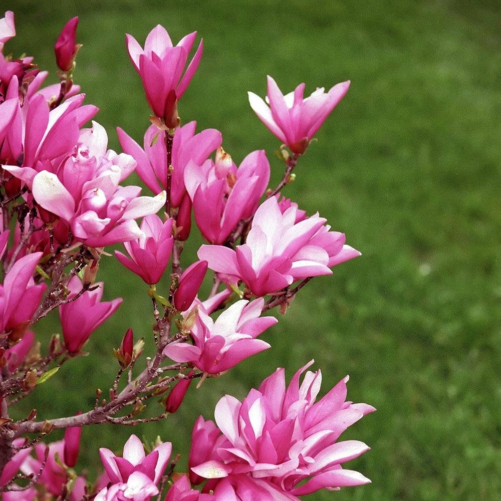 Promesse de Fleurs - Magnolia Betty Pot de 4L/5L - Image 1
